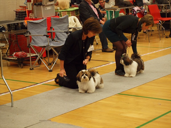 Shih Tzu Danmark